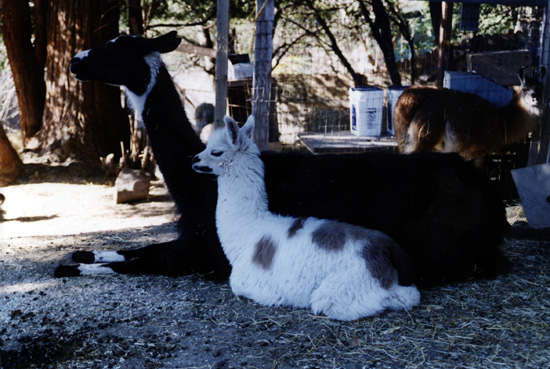 image&copy;Magical Menagerie, 1999
